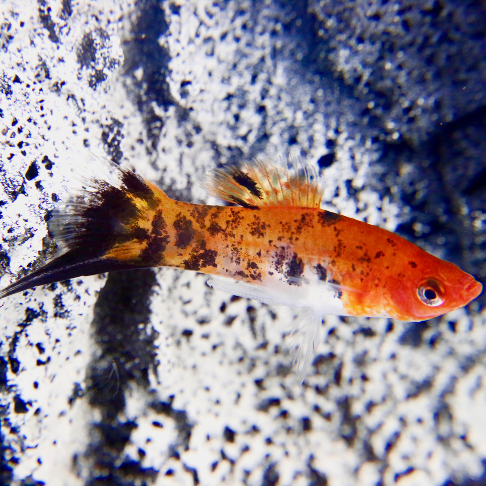 Xiph.helleri   Zwaarddrager Sanke SM